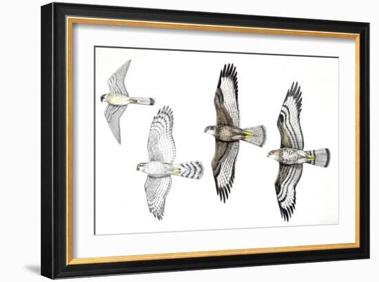 Birds: Common Kestrel (Falconiformes-null-Framed Giclee Print