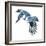 Birds: Coraciiformes, Belted Kingfisher (Megaceryle Alcyon)-null-Framed Giclee Print