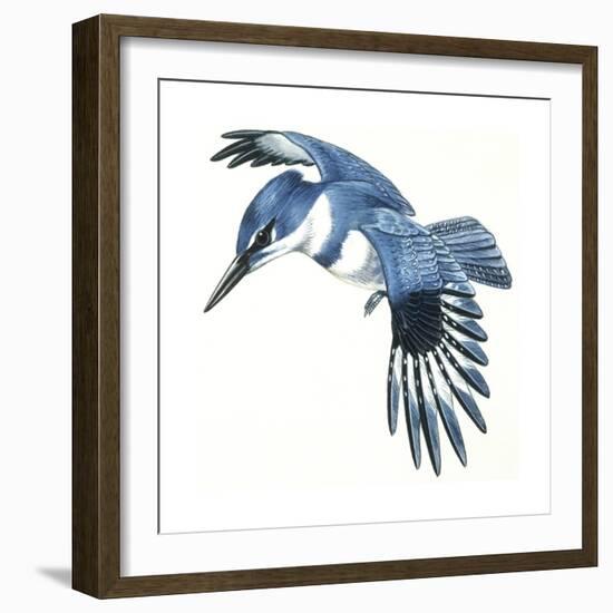 Birds: Coraciiformes, Belted Kingfisher (Megaceryle Alcyon)-null-Framed Giclee Print