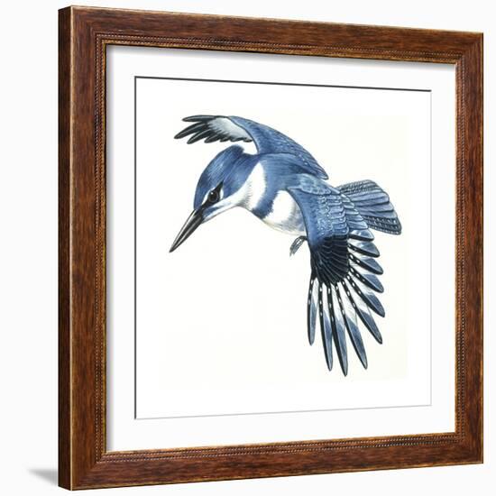 Birds: Coraciiformes, Belted Kingfisher (Megaceryle Alcyon)-null-Framed Giclee Print