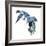 Birds: Coraciiformes, Belted Kingfisher (Megaceryle Alcyon)-null-Framed Giclee Print