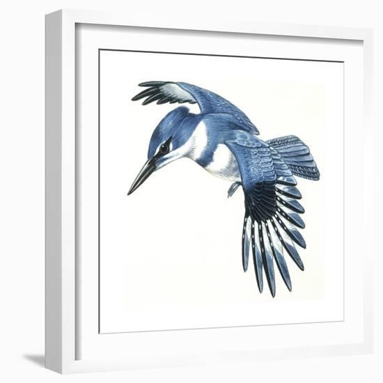 Birds: Coraciiformes, Belted Kingfisher (Megaceryle Alcyon)-null-Framed Giclee Print