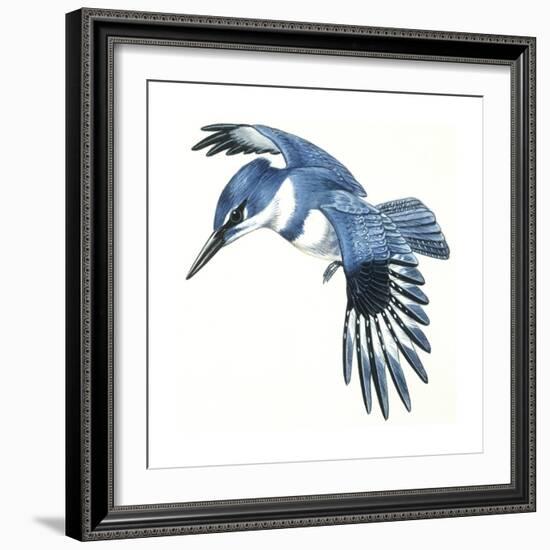 Birds: Coraciiformes, Belted Kingfisher (Megaceryle Alcyon)-null-Framed Giclee Print