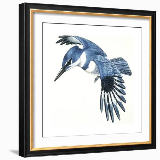 Birds: Coraciiformes, Belted Kingfisher (Megaceryle Alcyon)-null-Framed Giclee Print