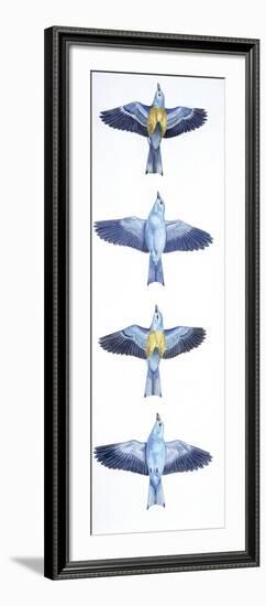 Birds: Coraciiformes, European Roller (Coracias Garrulus), Courtship, Rolling in Flight Stages-null-Framed Giclee Print