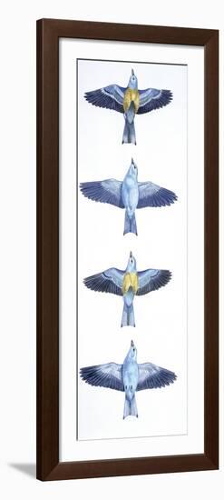 Birds: Coraciiformes, European Roller (Coracias Garrulus), Courtship, Rolling in Flight Stages-null-Framed Giclee Print