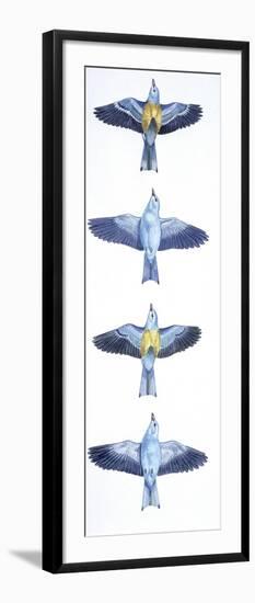 Birds: Coraciiformes, European Roller (Coracias Garrulus), Courtship, Rolling in Flight Stages-null-Framed Giclee Print