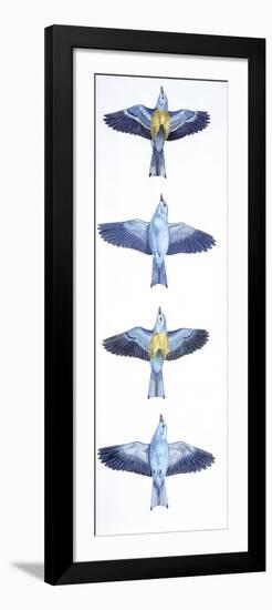 Birds: Coraciiformes, European Roller (Coracias Garrulus), Courtship, Rolling in Flight Stages-null-Framed Giclee Print