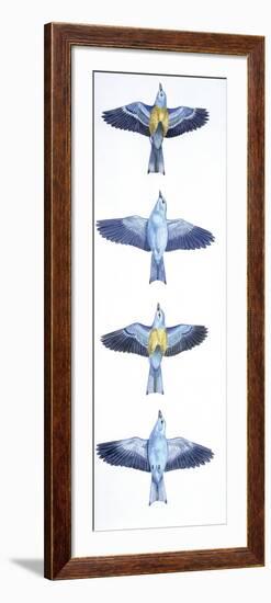 Birds: Coraciiformes, European Roller (Coracias Garrulus), Courtship, Rolling in Flight Stages-null-Framed Giclee Print