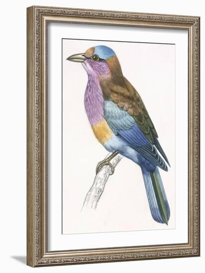 Birds: Coraciiformes, European Roller (Coracias Garrulus)-null-Framed Giclee Print