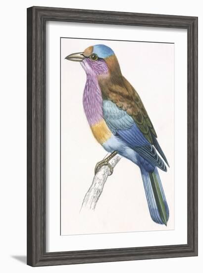 Birds: Coraciiformes, European Roller (Coracias Garrulus)-null-Framed Giclee Print