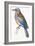 Birds: Coraciiformes, European Roller (Coracias Garrulus)-null-Framed Giclee Print