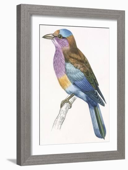 Birds: Coraciiformes, European Roller (Coracias Garrulus)-null-Framed Giclee Print