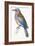 Birds: Coraciiformes, European Roller (Coracias Garrulus)-null-Framed Giclee Print