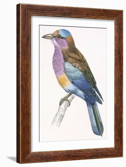 Birds: Coraciiformes, European Roller (Coracias Garrulus)-null-Framed Giclee Print