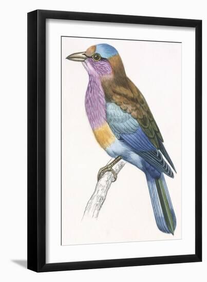 Birds: Coraciiformes, European Roller (Coracias Garrulus)-null-Framed Giclee Print