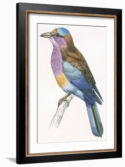 Birds: Coraciiformes, European Roller (Coracias Garrulus)-null-Framed Giclee Print