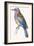 Birds: Coraciiformes, European Roller (Coracias Garrulus)-null-Framed Giclee Print