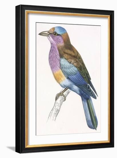 Birds: Coraciiformes, European Roller (Coracias Garrulus)-null-Framed Giclee Print