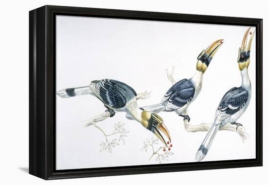 Birds, Coraciiformes, Great Hornbill, (Buceros Bicornis) Feeding-null-Framed Premier Image Canvas