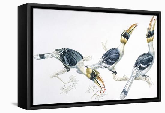 Birds, Coraciiformes, Great Hornbill, (Buceros Bicornis) Feeding-null-Framed Premier Image Canvas