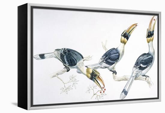 Birds, Coraciiformes, Great Hornbill, (Buceros Bicornis) Feeding-null-Framed Premier Image Canvas