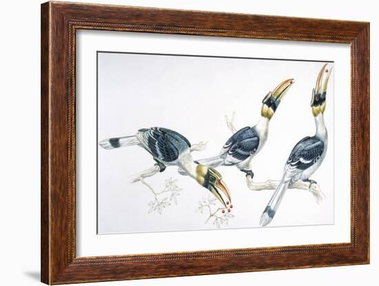 Birds, Coraciiformes, Great Hornbill, (Buceros Bicornis) Feeding-null-Framed Giclee Print