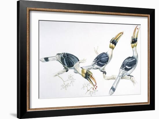 Birds, Coraciiformes, Great Hornbill, (Buceros Bicornis) Feeding-null-Framed Giclee Print