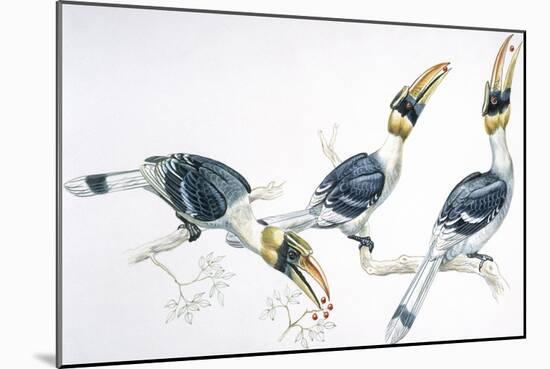Birds, Coraciiformes, Great Hornbill, (Buceros Bicornis) Feeding-null-Mounted Giclee Print
