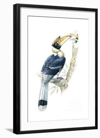 Birds, Coraciiformes, Great Hornbill, (Buceros Bicornis), Male Feeding, Female Sitting on Nest-null-Framed Giclee Print