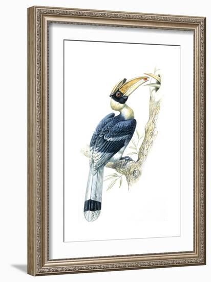 Birds, Coraciiformes, Great Hornbill, (Buceros Bicornis), Male Feeding, Female Sitting on Nest-null-Framed Giclee Print