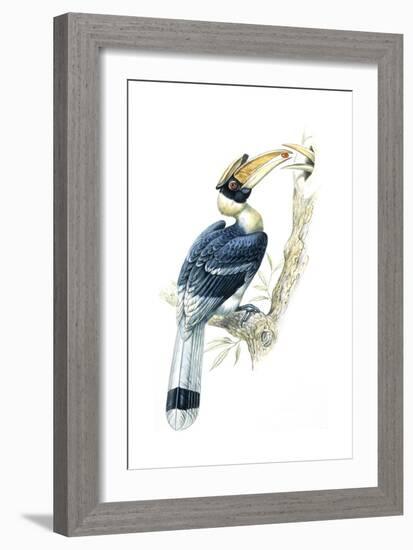 Birds, Coraciiformes, Great Hornbill, (Buceros Bicornis), Male Feeding, Female Sitting on Nest-null-Framed Giclee Print