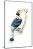 Birds, Coraciiformes, Great Hornbill, (Buceros Bicornis), Male Feeding, Female Sitting on Nest-null-Mounted Giclee Print