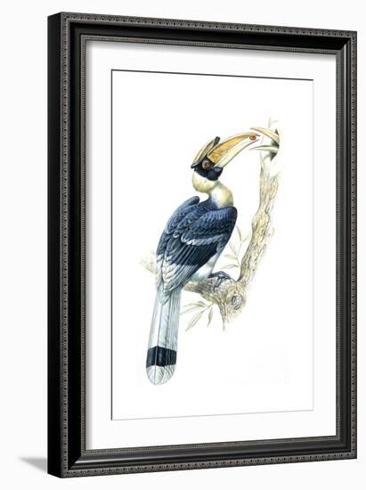 Birds, Coraciiformes, Great Hornbill, (Buceros Bicornis), Male Feeding, Female Sitting on Nest-null-Framed Giclee Print