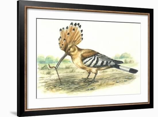 Birds: Coraciiformes, Hoopoe (Upupa Epops) Capturing Earthworm-null-Framed Giclee Print