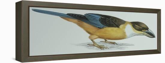 Birds: Coraciiformes, Malachite Kingfisher (Alcedo Cristata)-null-Framed Premier Image Canvas