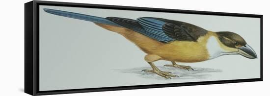 Birds: Coraciiformes, Malachite Kingfisher (Alcedo Cristata)-null-Framed Premier Image Canvas