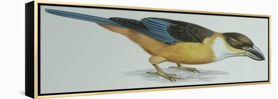 Birds: Coraciiformes, Malachite Kingfisher (Alcedo Cristata)-null-Framed Premier Image Canvas