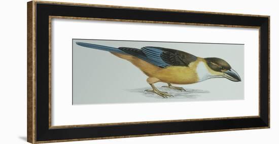 Birds: Coraciiformes, Malachite Kingfisher (Alcedo Cristata)-null-Framed Giclee Print