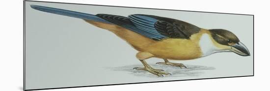 Birds: Coraciiformes, Malachite Kingfisher (Alcedo Cristata)-null-Mounted Giclee Print