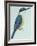 Birds: Coraciiformes, Sacred Kingfisher (Todiramphus Sanctus)-null-Framed Giclee Print