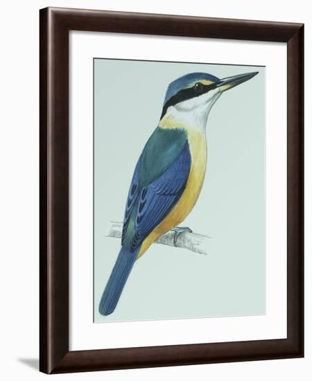 Birds: Coraciiformes, Sacred Kingfisher (Todiramphus Sanctus)-null-Framed Giclee Print