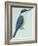 Birds: Coraciiformes, Sacred Kingfisher (Todiramphus Sanctus)-null-Framed Giclee Print