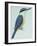 Birds: Coraciiformes, Sacred Kingfisher (Todiramphus Sanctus)-null-Framed Giclee Print