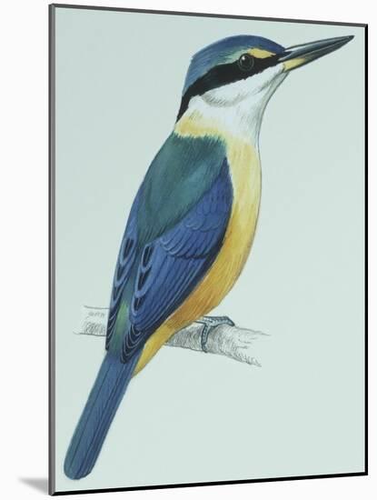 Birds: Coraciiformes, Sacred Kingfisher (Todiramphus Sanctus)-null-Mounted Giclee Print