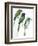 Birds: Coraciiformes-null-Framed Giclee Print