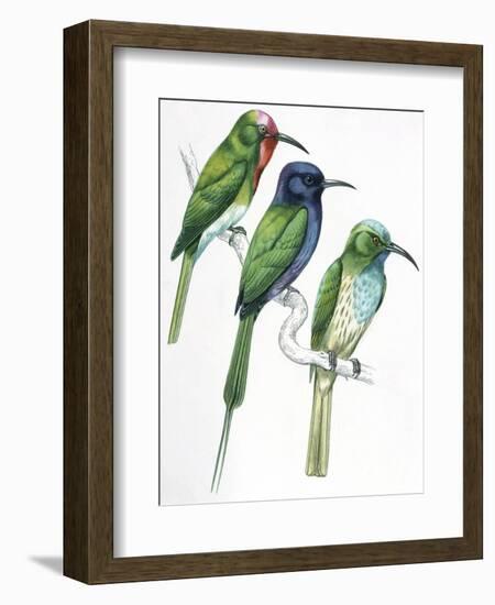 Birds: Coraciiformes-null-Framed Giclee Print