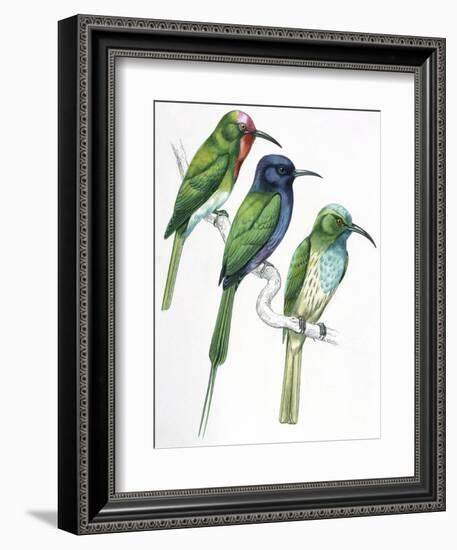 Birds: Coraciiformes-null-Framed Giclee Print