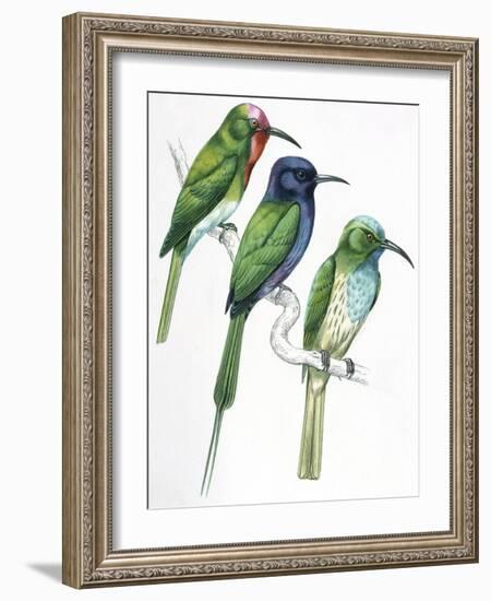 Birds: Coraciiformes-null-Framed Giclee Print