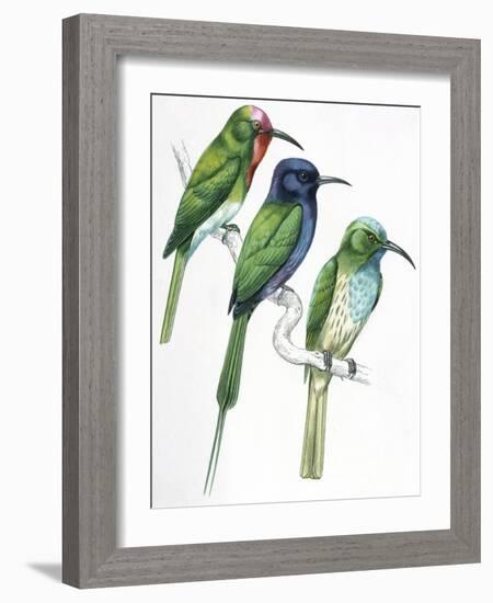 Birds: Coraciiformes-null-Framed Giclee Print